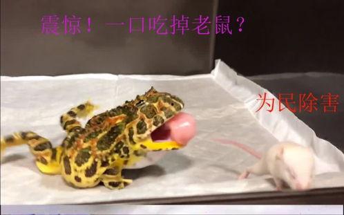 原来青蛙也吃瓜,揭秘青蛙的饮食习惯