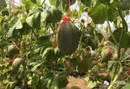 吃自己亲手摘的瓜,瓜熟蒂落，共享丰收喜悦