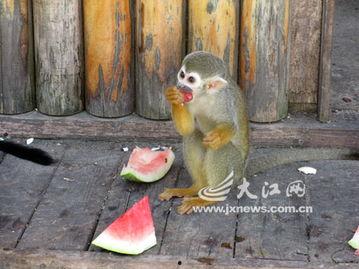 猴哥吃瓜2,揭秘娱乐圈背后的秘密与风波