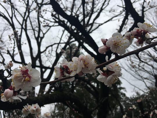 吃瓜视频樱花,吃瓜视频带你领略春日浪漫