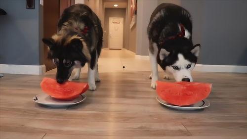 两只小狗吃瓜比赛,两只小狗的吃瓜大赛