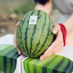 喜欢的人看吃瓜