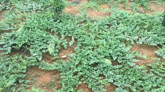 遂川免费吃瓜,免费瓜果盛宴，共享田园欢乐时光