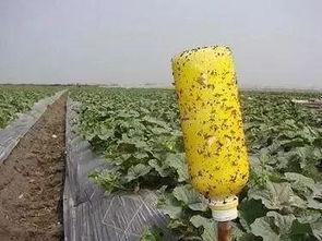 防蜂吃瓜,防蜂吃瓜的智慧攻略