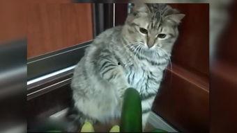 小猫吃瓜原视频,萌态百出，瓜果飘香