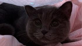 猫猫吃瓜直播,猫猫吃瓜直播大揭秘