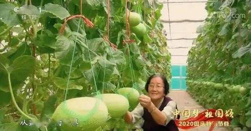 郑州中原吃瓜事件,一场网络热议背后的真相与反思